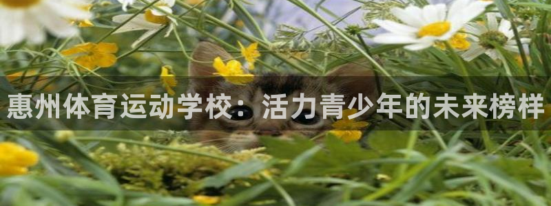 vsport体育官方正版app集团E.ON：惠州体育运动学校