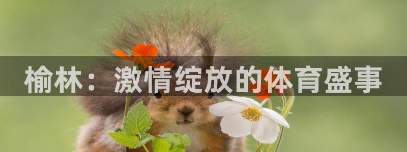 vsport体育官网下载平台注册：榆林：激情绽放的体育盛事
